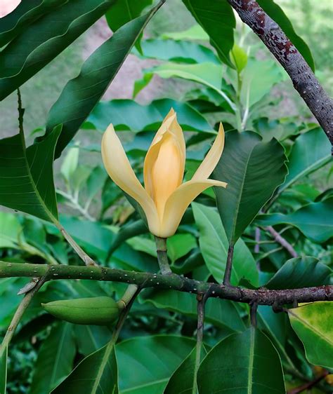 magnolia champaca bunnings.